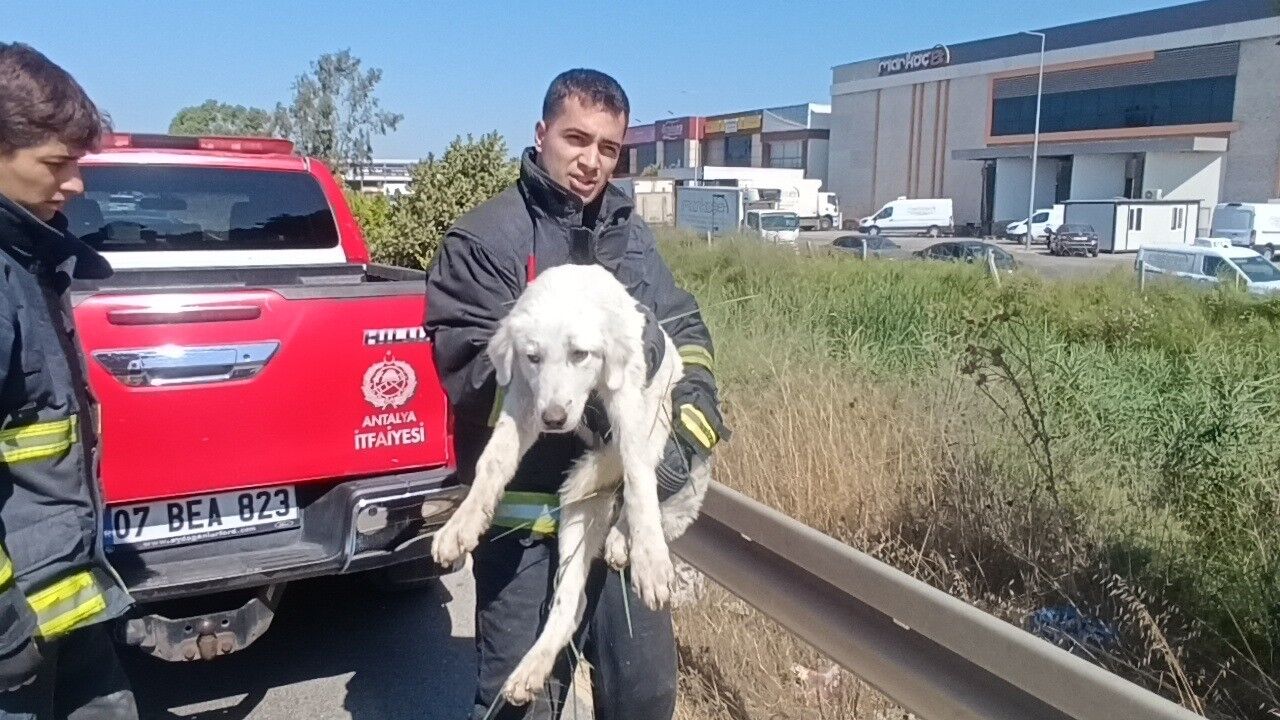 Antalya Kopek Kurtarild3