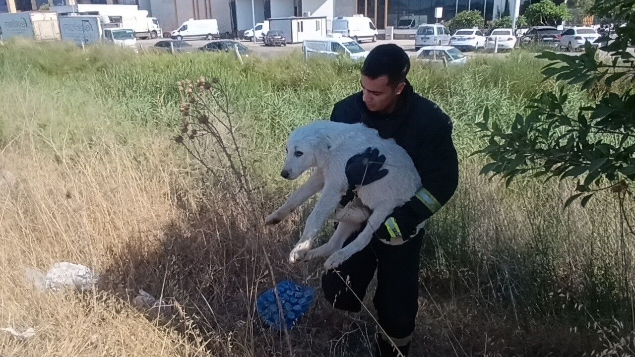 Antalya Kopek Kurtarild4