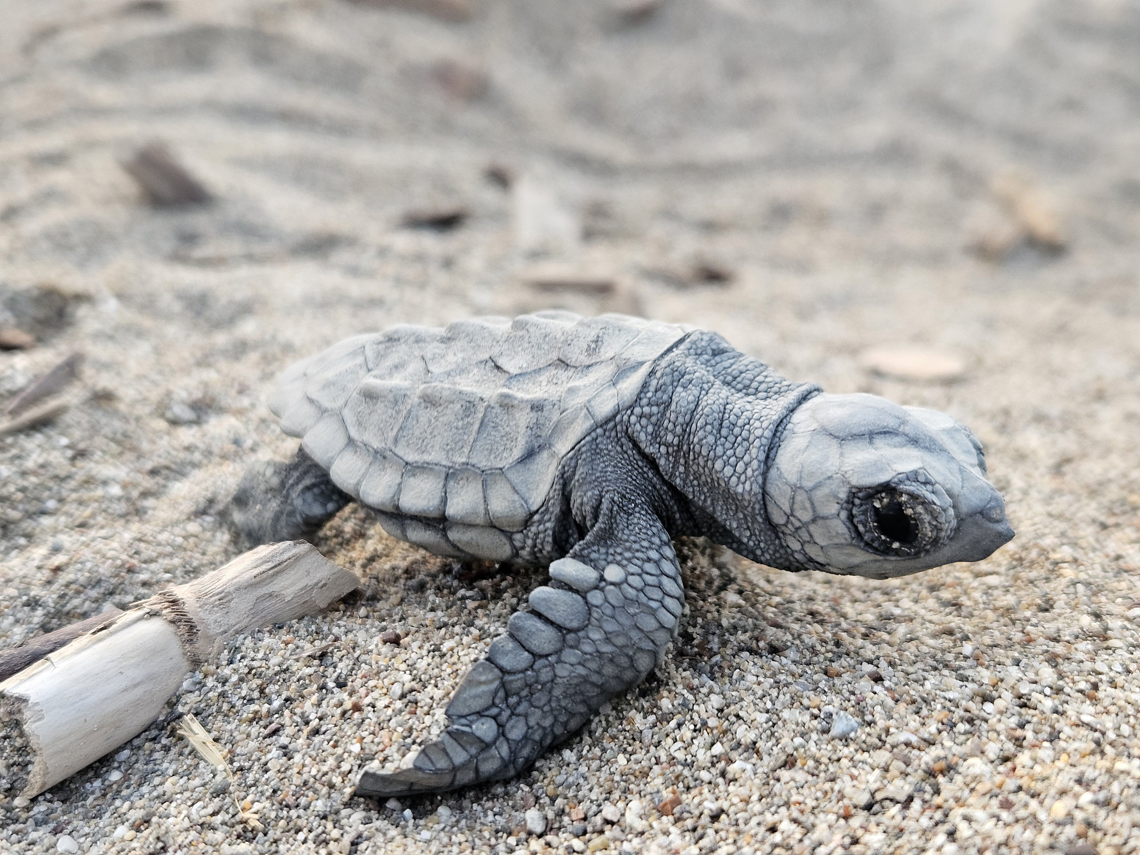 Binlerce Caretta Akdeniz Yavru3