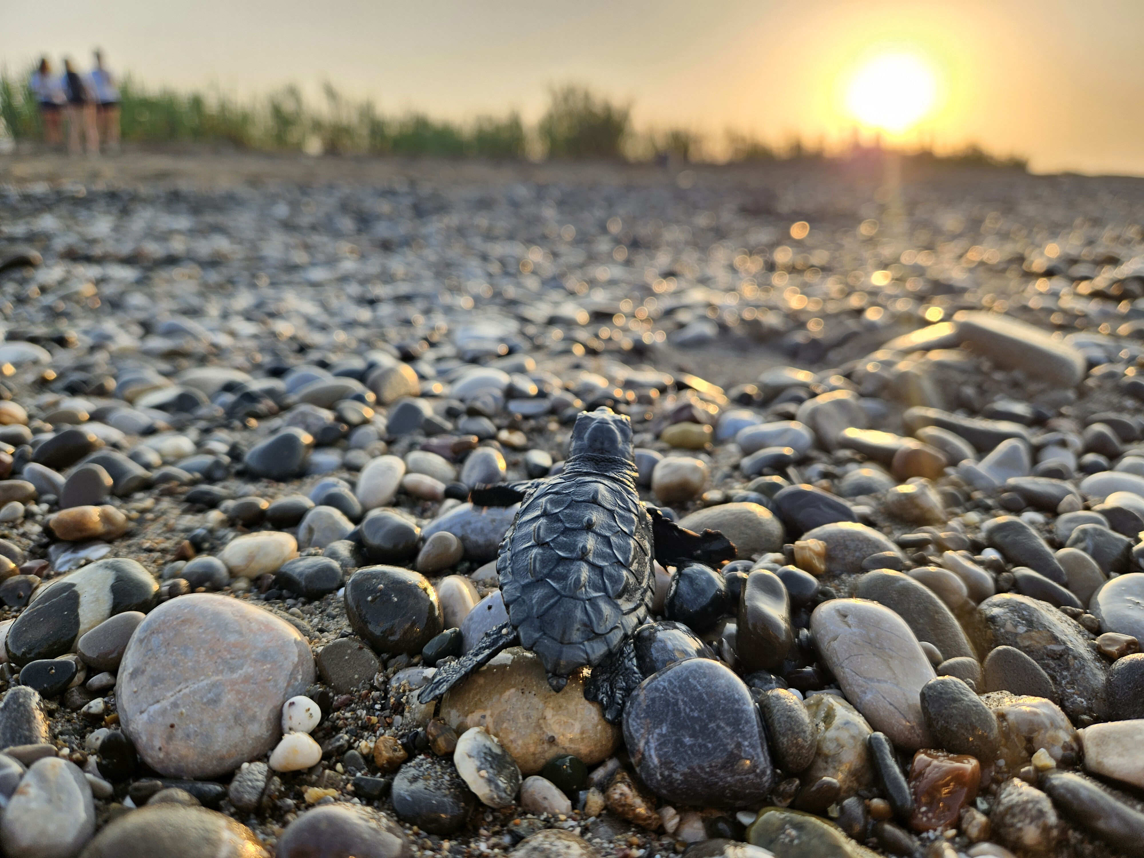 Binlerce Caretta Akdeniz Yavru5