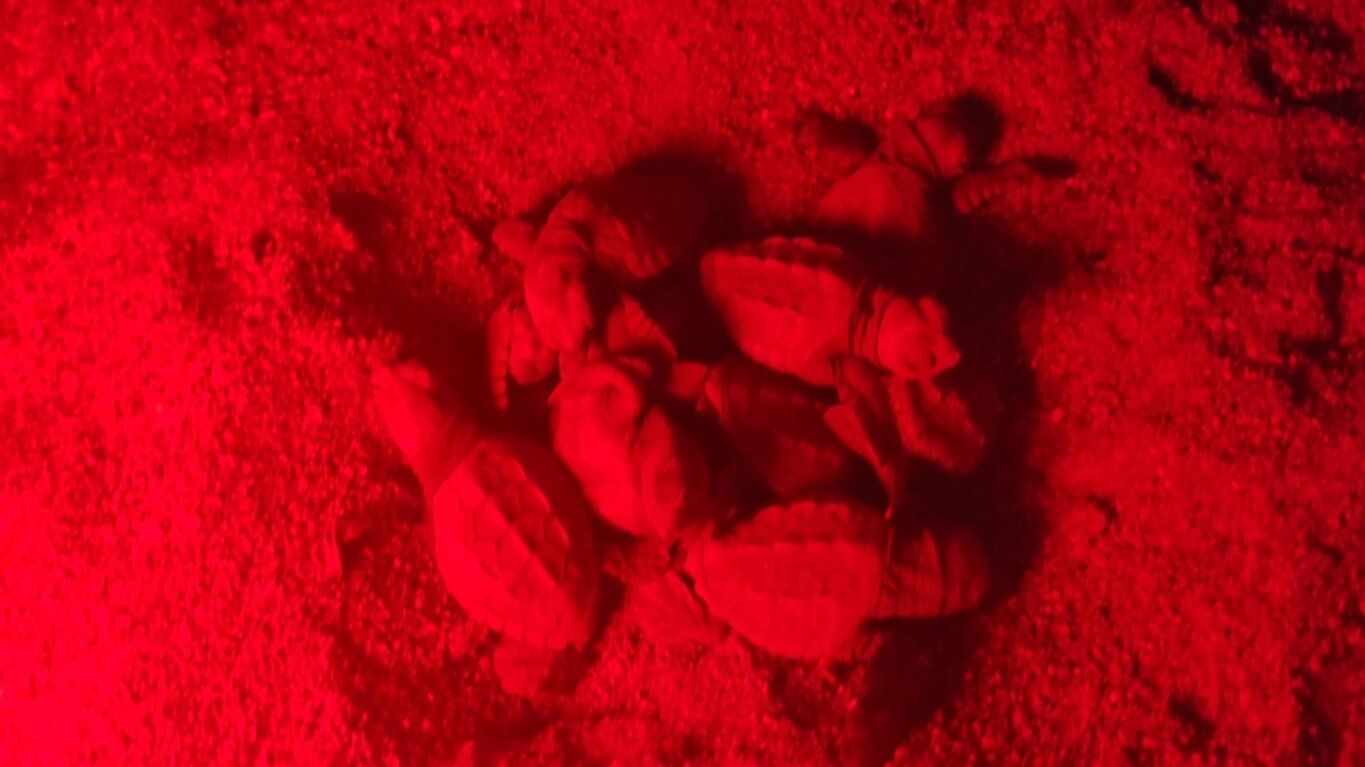 Caretta Antalya Yavru Deniz2