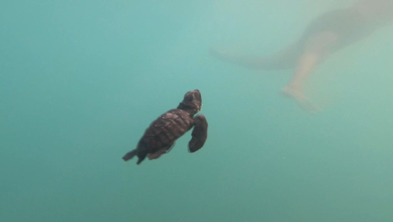 Caretta Antalya Yavru Deniz3