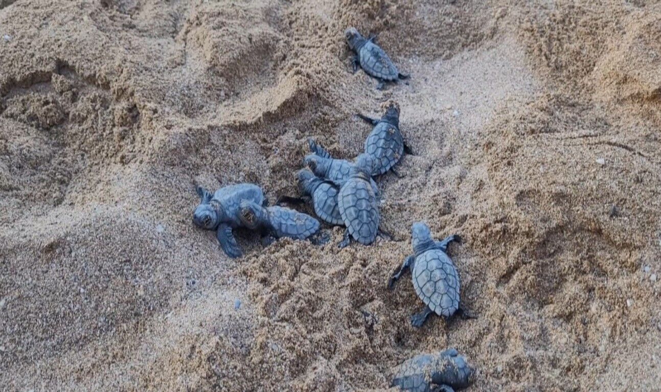 Caretta Antalya Yavru Deniz4