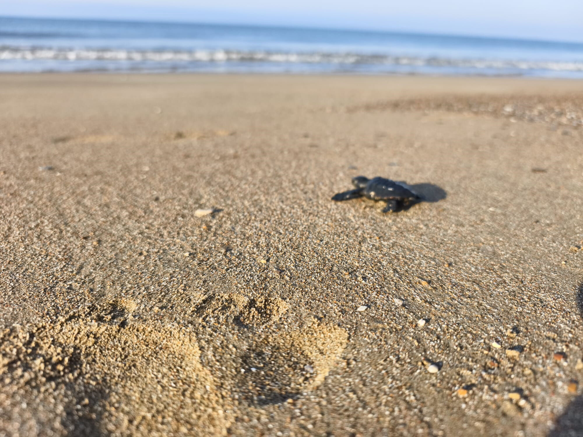 Caretta Yavrulari Denizle Bulustu.2
