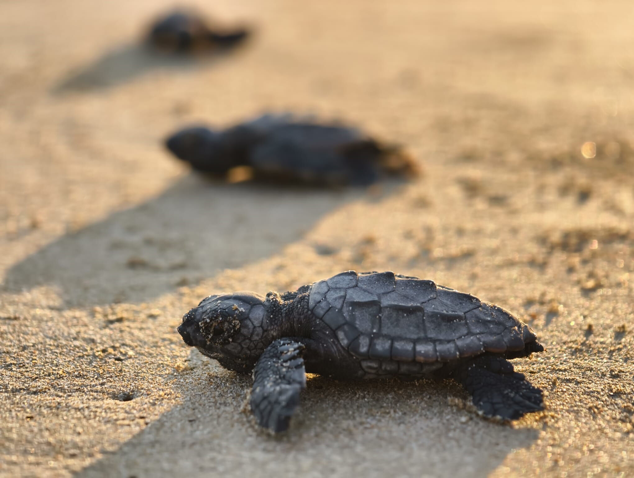 Caretta Yavrulari Denizle Bulustu.4