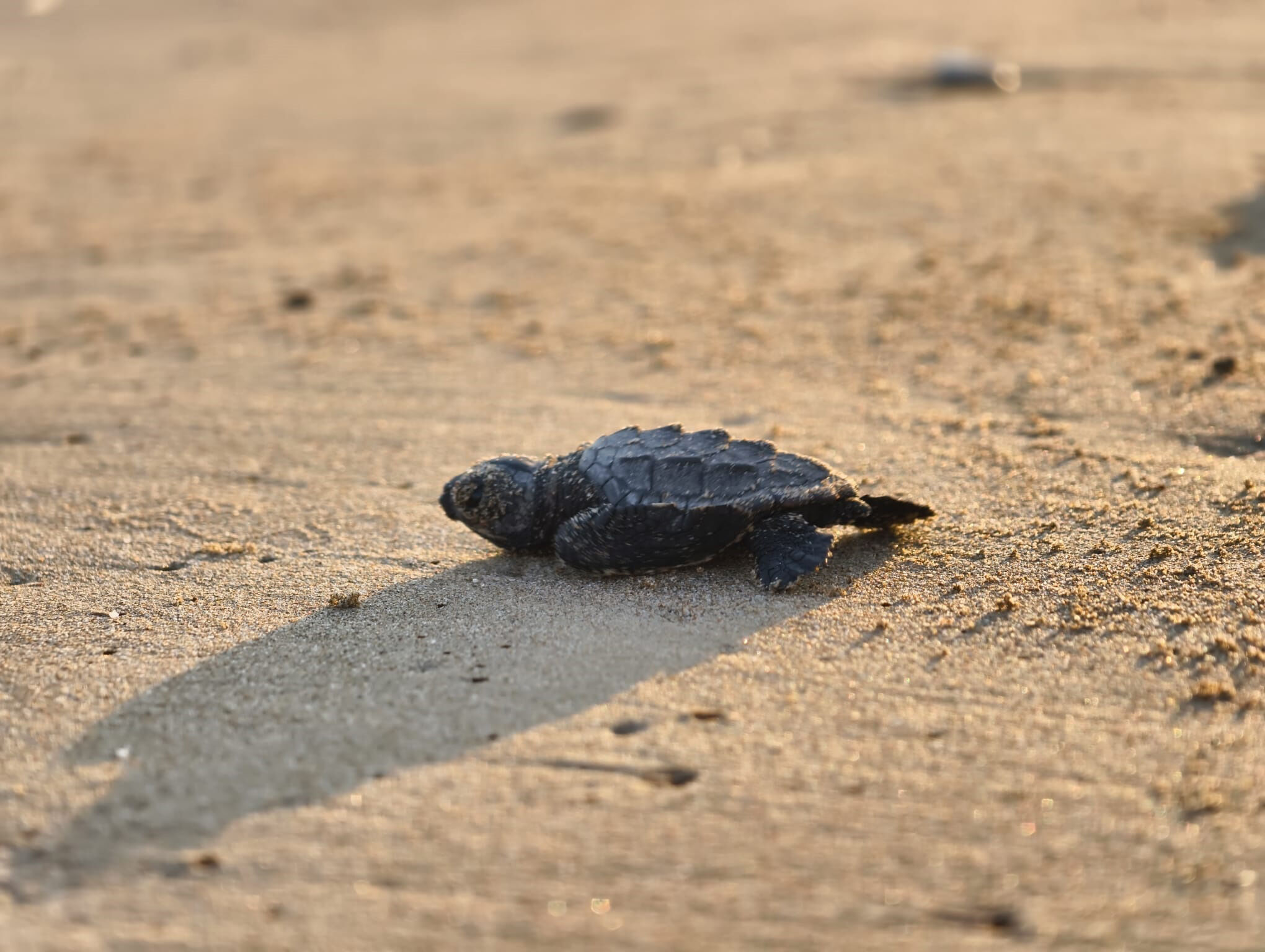 Caretta Yavrulari Denizle Bulustu.5