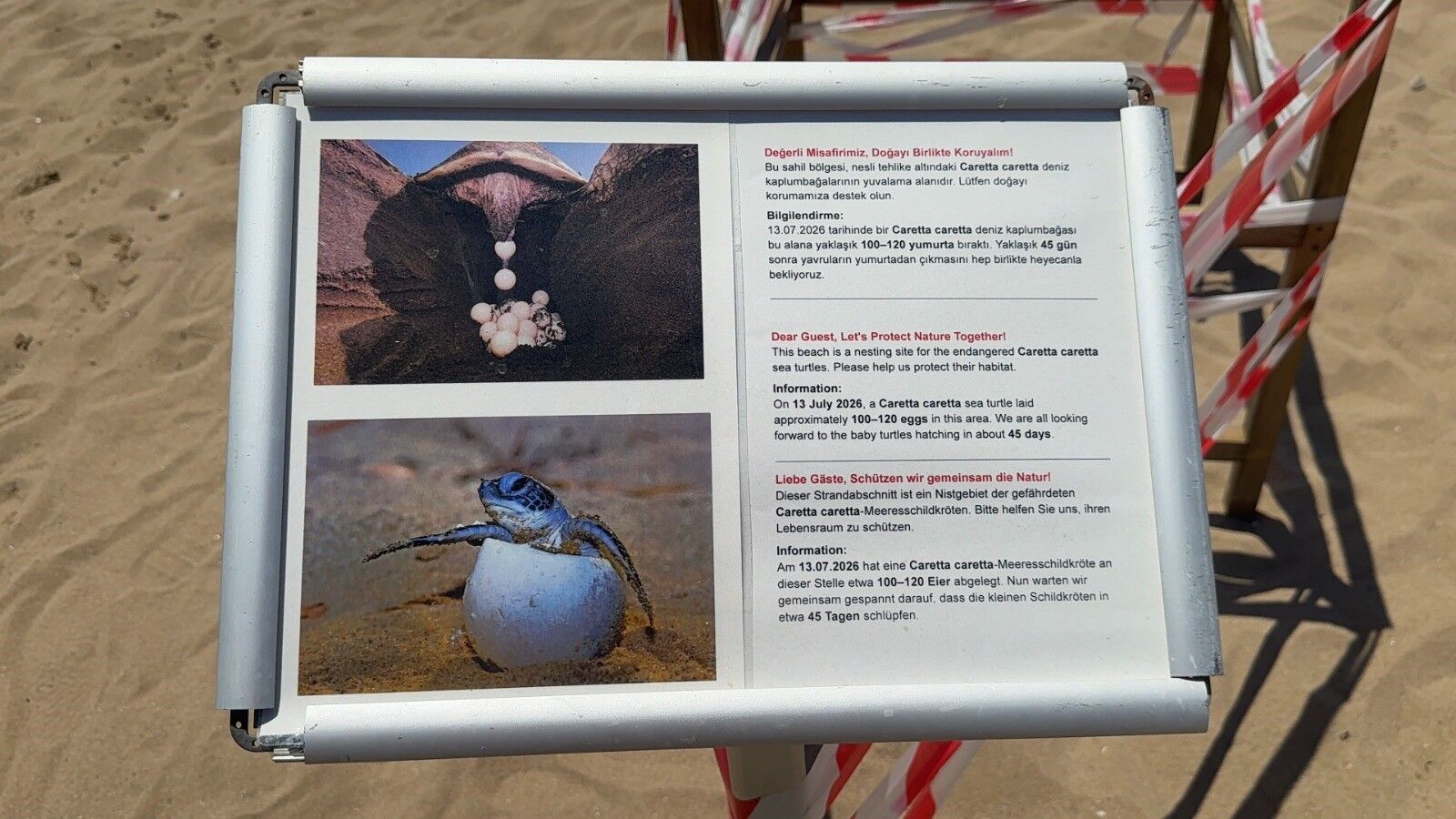 Caretta Yuvalarinda Sok Goruntu5