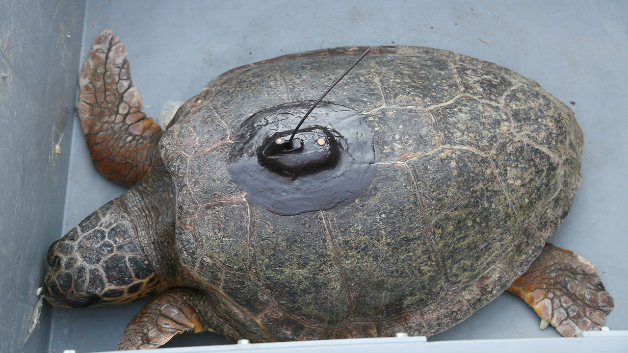 Engelli Caretta Uydu Takibi.3