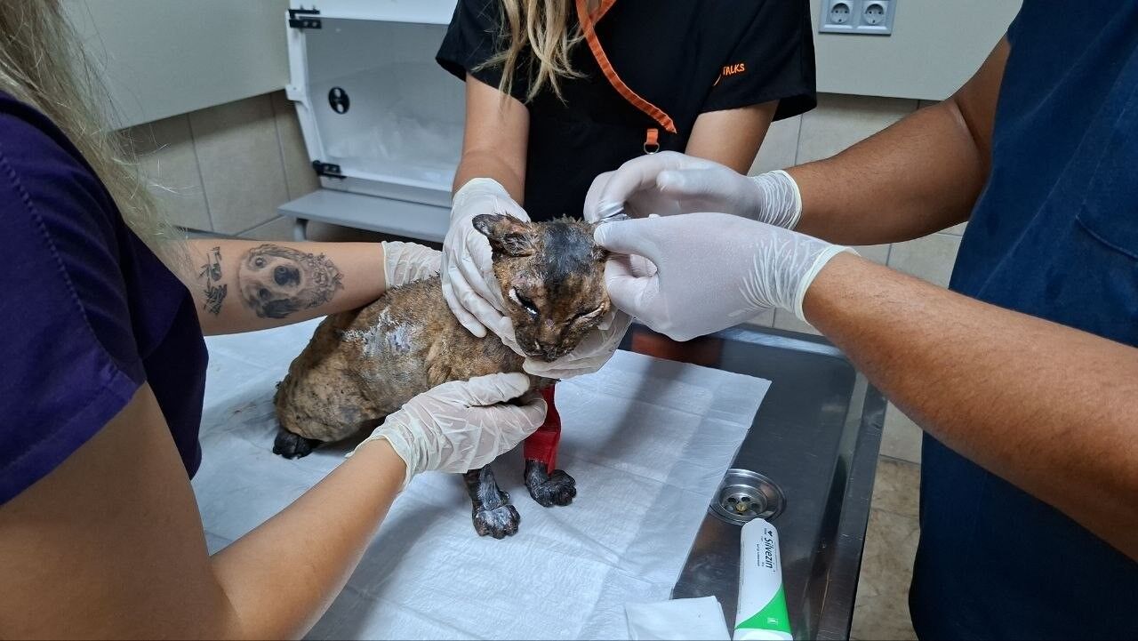 Kedi Yangin Saglik3