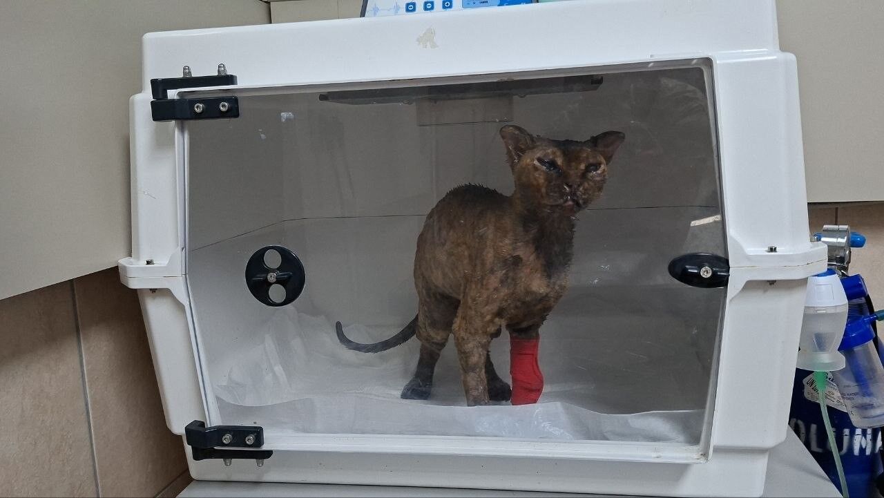 Kedi Yangin Saglik6
