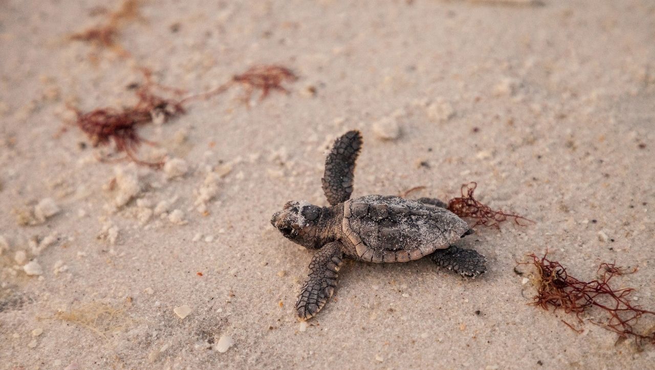 Caretta-1