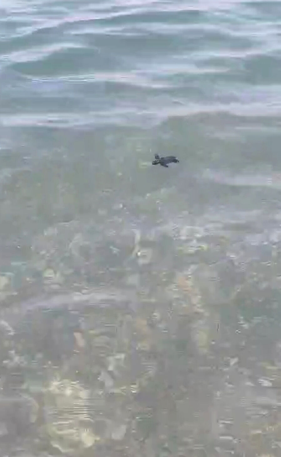 Caretta Caretta Yavruları