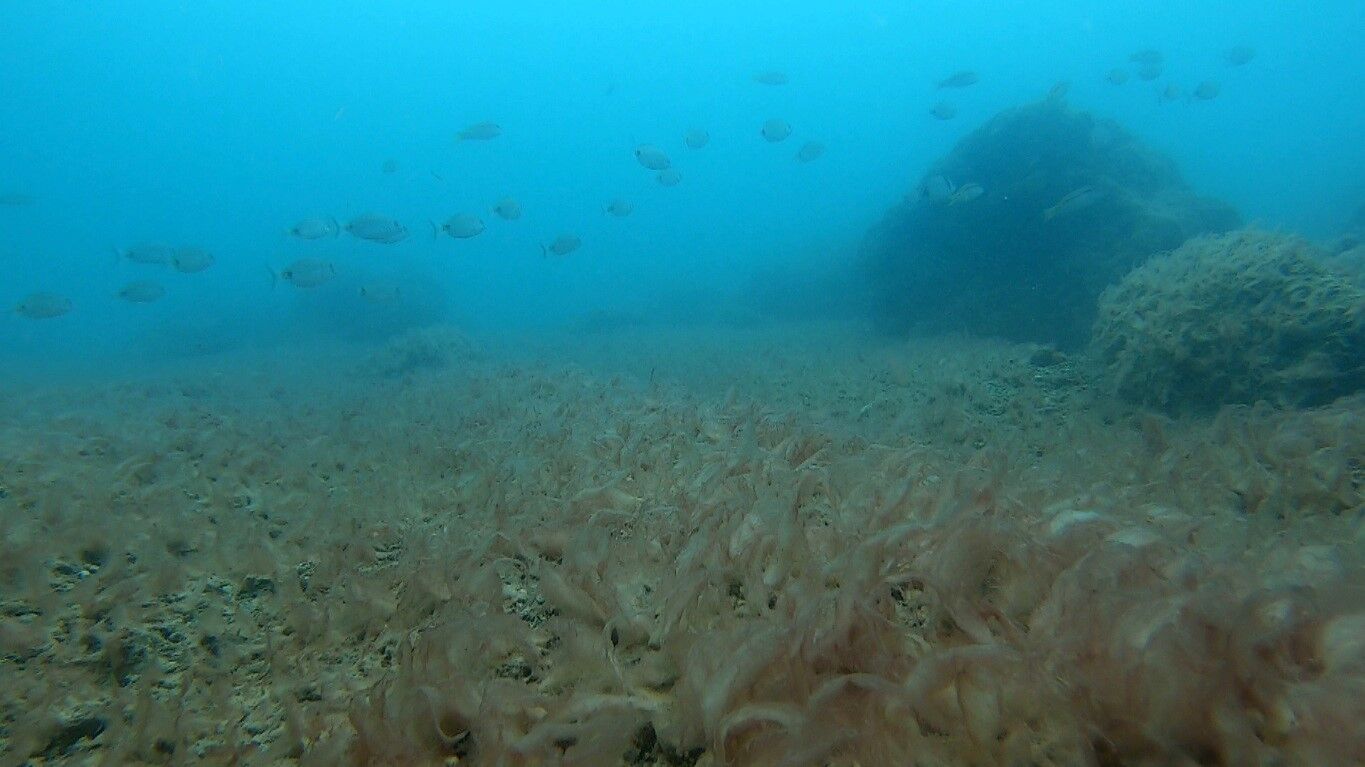 Antalya Deniz Tabani Endiselendiren Goruntu3