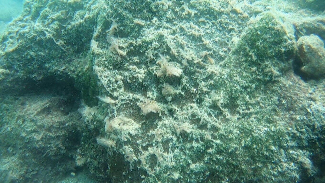 Antalya Deniz Tabani Endiselendiren Goruntu4
