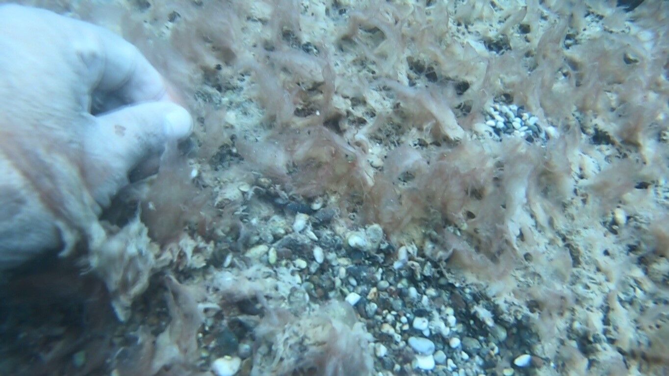 Antalya Deniz Tabani Endiselendiren Goruntu7