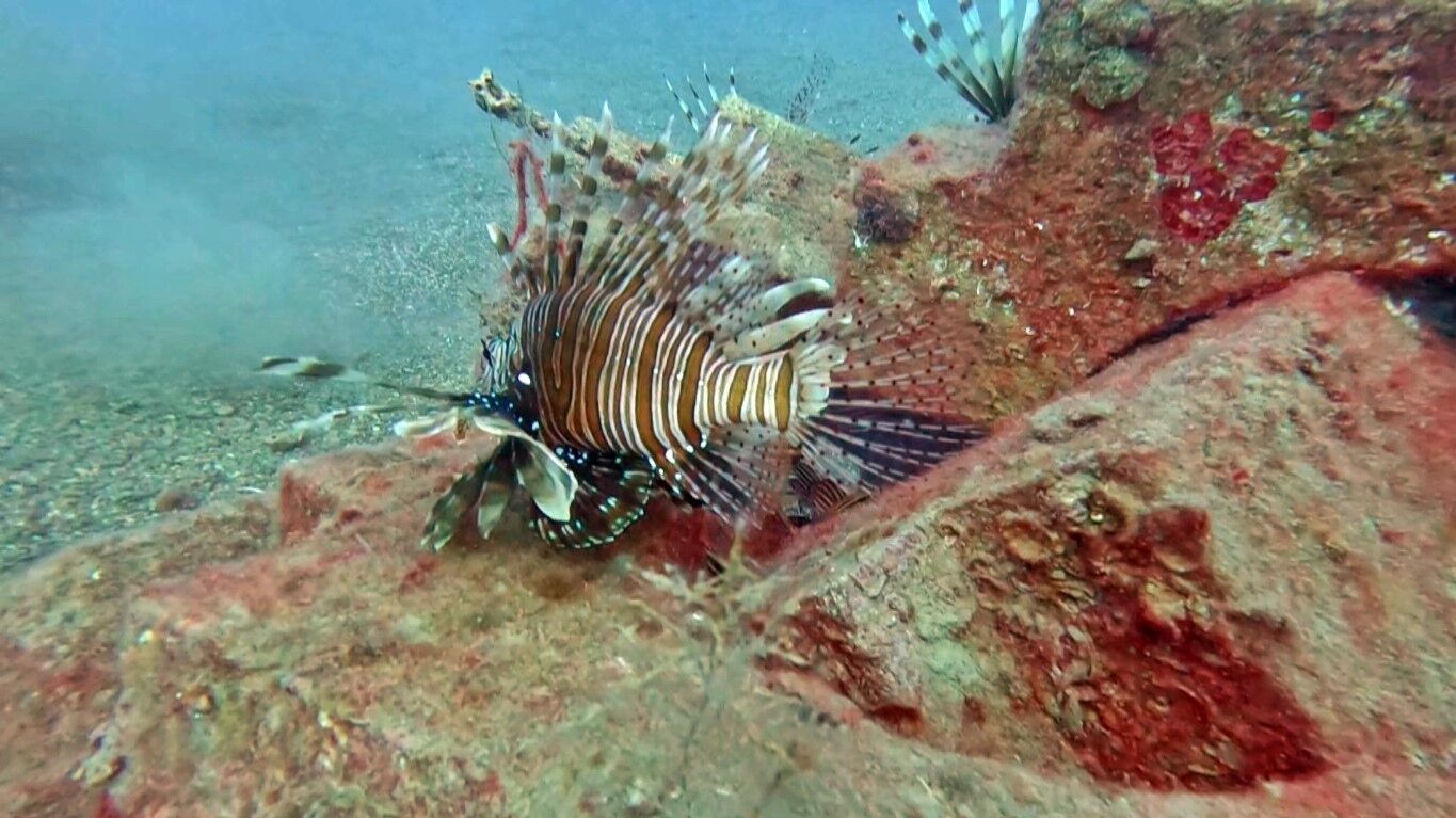Aslanbaligi Temas Antalya3