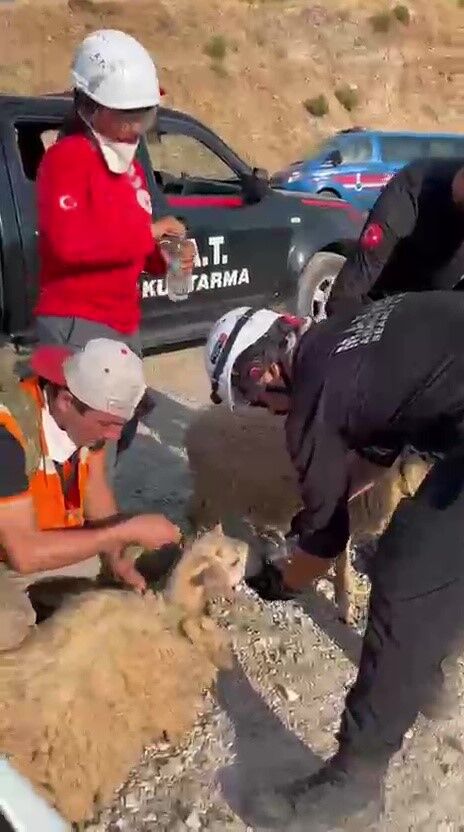 Kas Orman Yangini Kaplumbaga Koyun Kurtarildi2