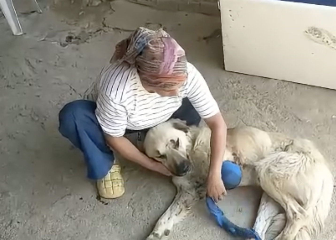 Serik Kursun Sakat Coban Kopegi