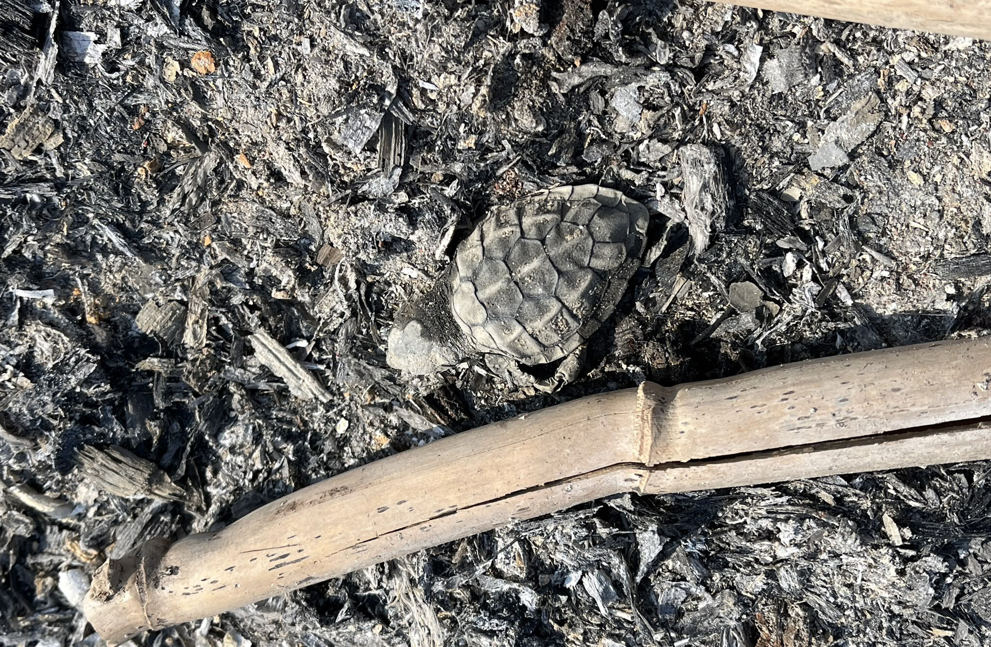 Yavru Caretta Kumsal Ates Olu Bulundu2