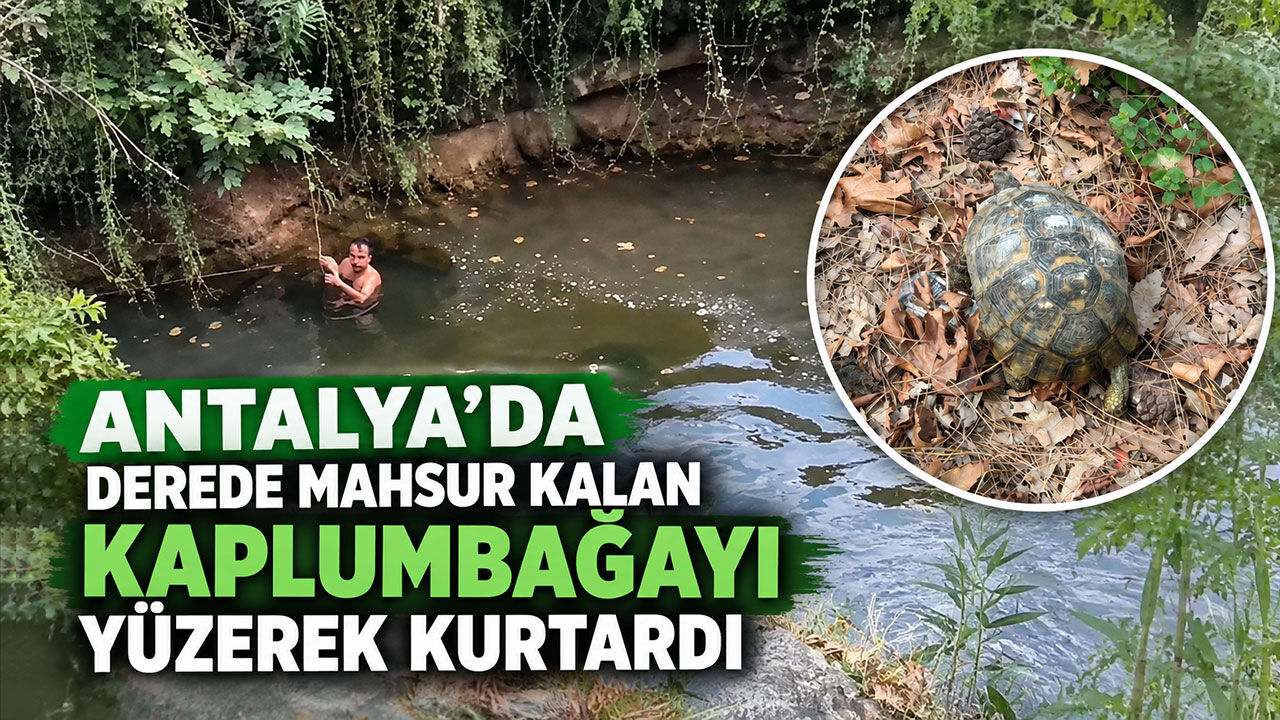 Antalya’da derede mahsur kalan kaplumbağayı yüzerek kurtardı