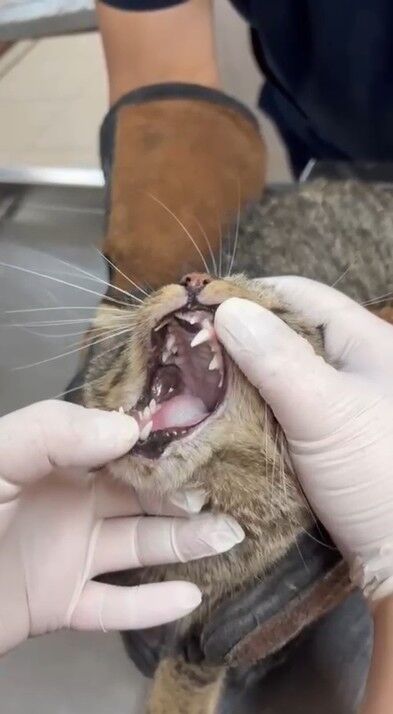 Alanya Havalandirma Kedi Kurtarildi3