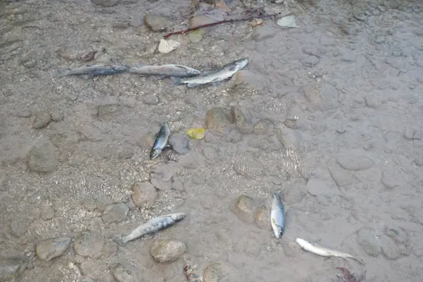Alanya Oba Cayi Toplu Balik Olumleri.jpg