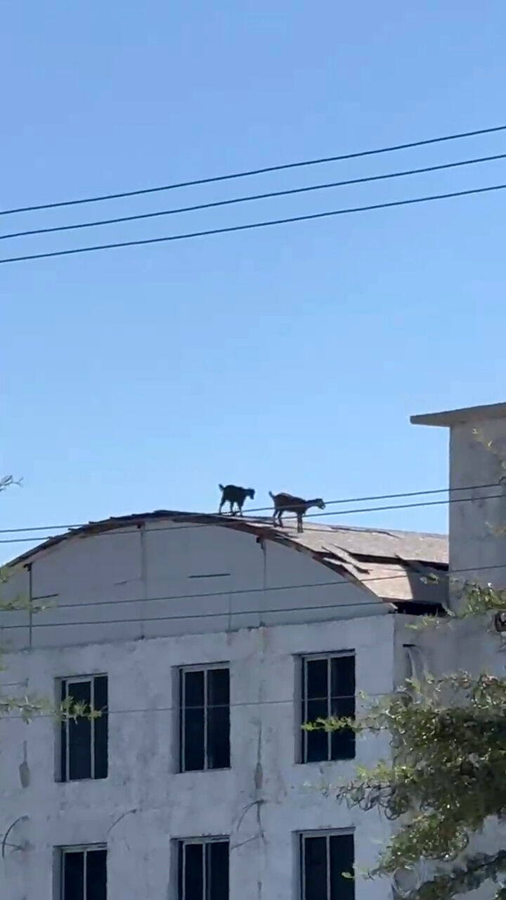 Antalya Keci Insaat1