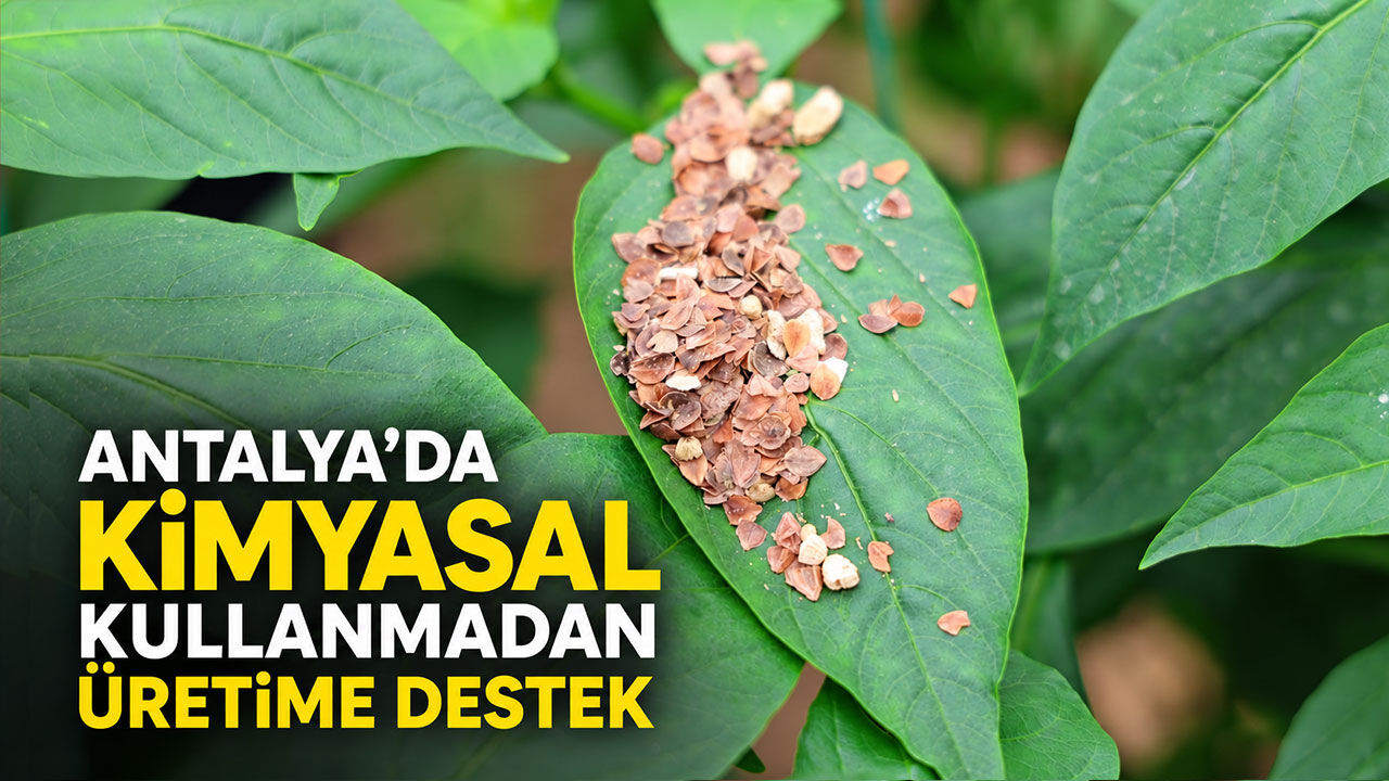 Antalya’da kimyasal kullanmadan üretime destek