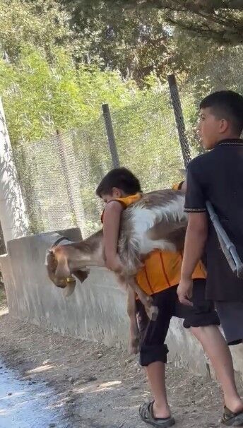 Antalya Serik Oglak Yangin Sirtinda Tasidi3
