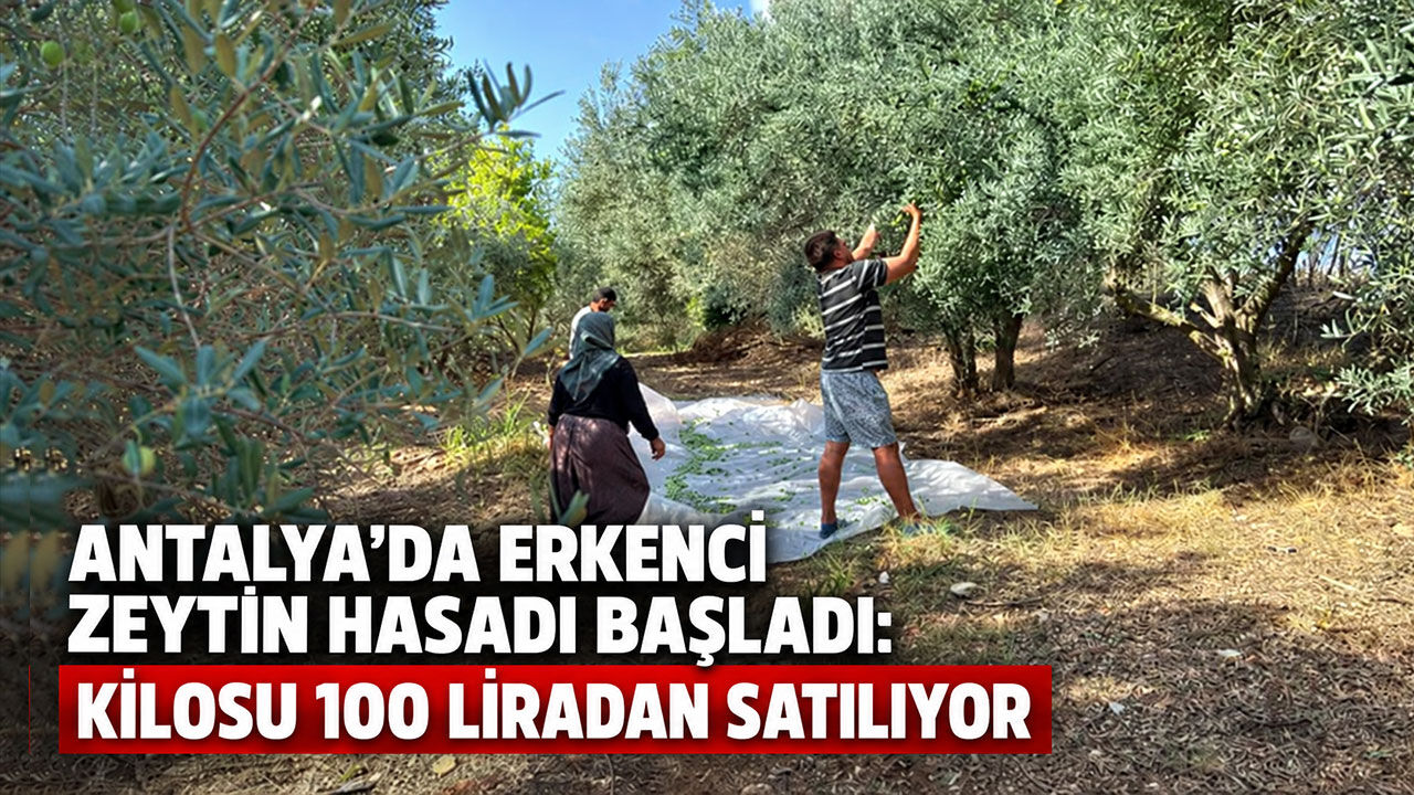 Antalya’da erkenci zeytin hasadı başladı: Kilosu 100 liradan satılıyor