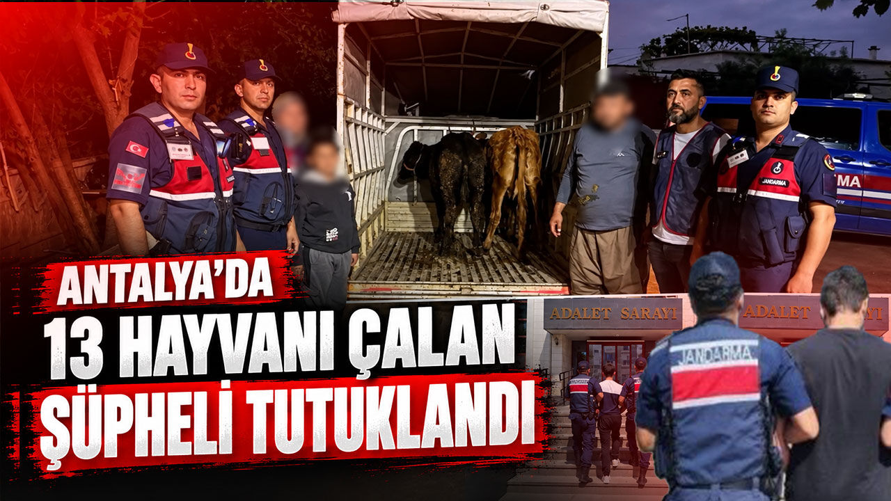 Antalya’da 13 hayvan çalan şüpheli tutuklandı