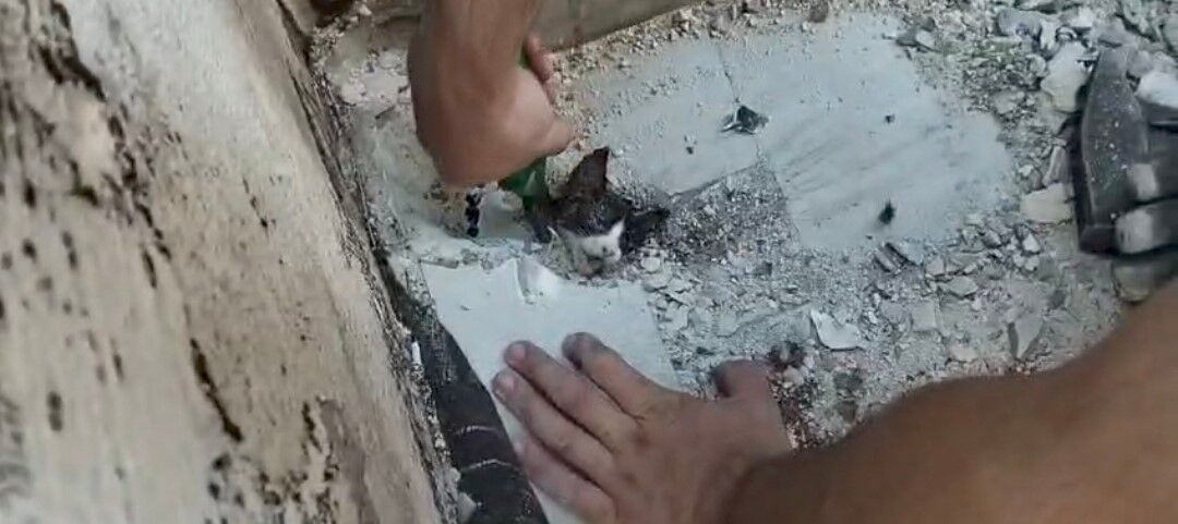 Manavgat Su Gideri Mahsur Kalan Kedi Kurtarildi4