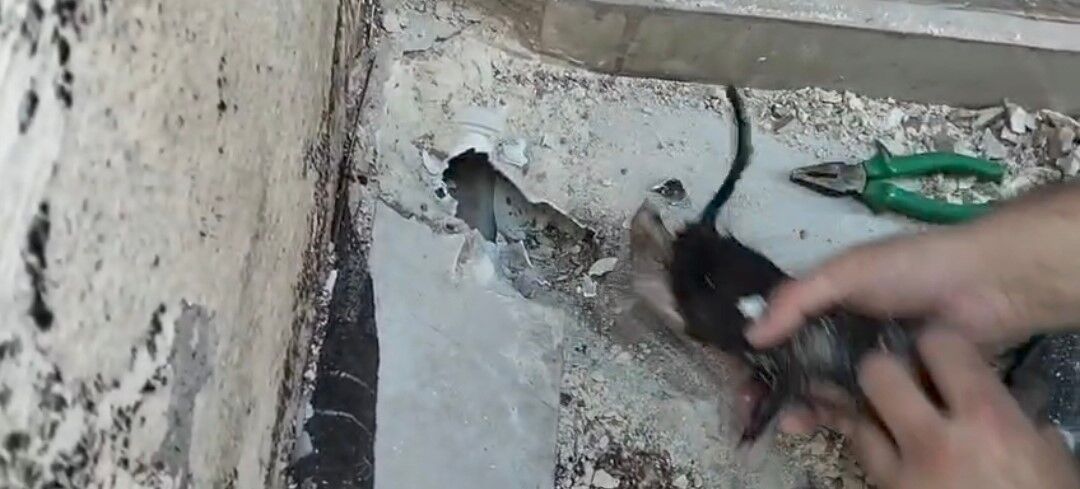 Manavgat Su Gideri Mahsur Kalan Kedi Kurtarildi5