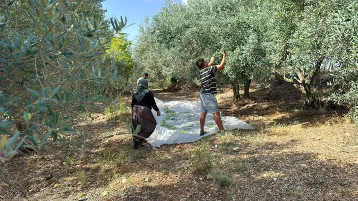 Serik Erkenci Zeytin Hasadi Antalya.jpg