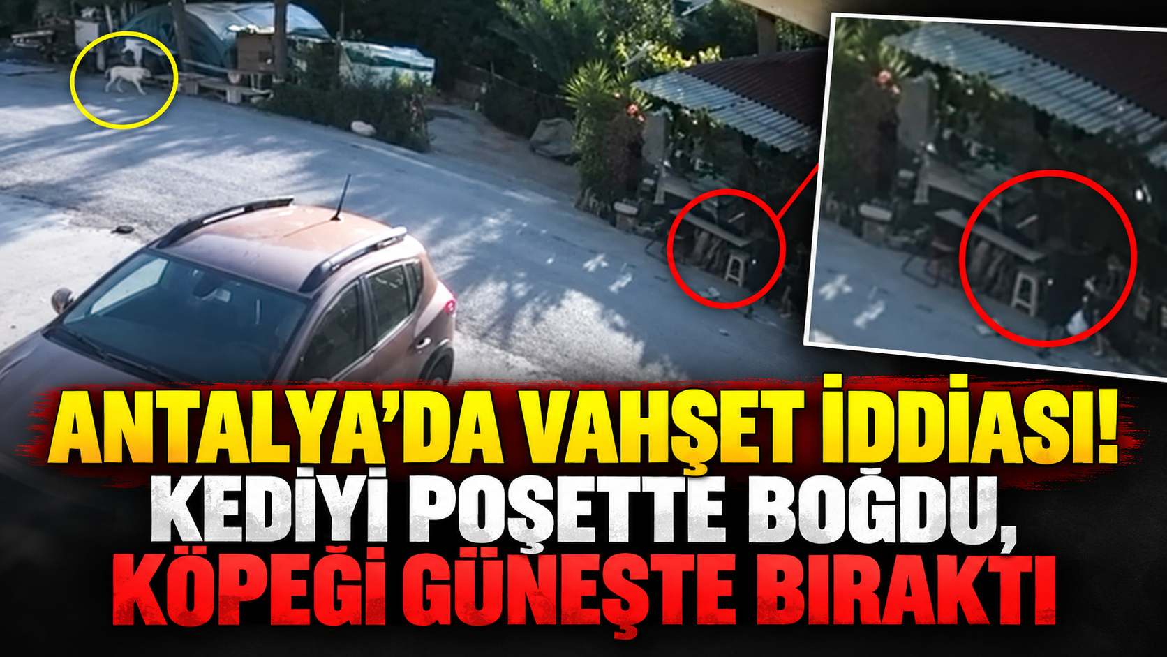 Antalya'da vahşet iddiası! Kediyi poşette boğdu, köpeği güneşte bıraktı
