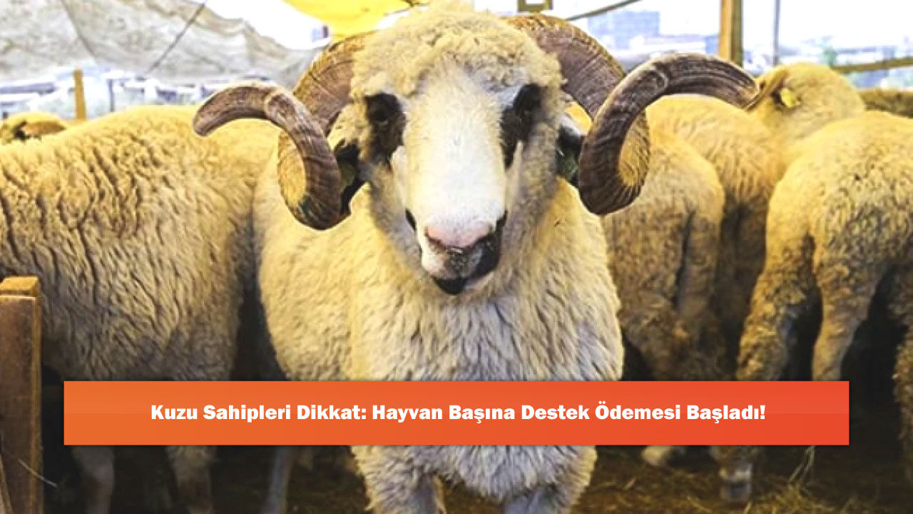 Kuzu Sahipleri Dikkat: Hayvan Başına Destek Ödemesi Başladı!