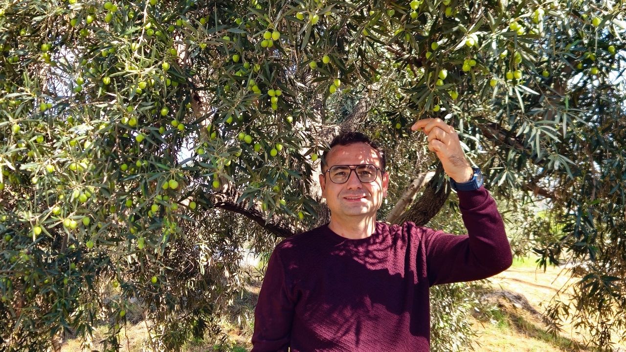 Antalya Hasat Zamanı