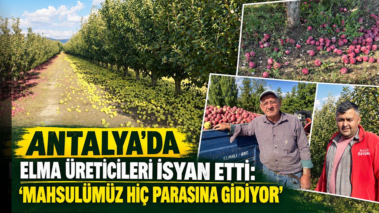 Antalya’da elma üreticileri isyan etti: "Mahsulümüz hiç parasına gidiyor”