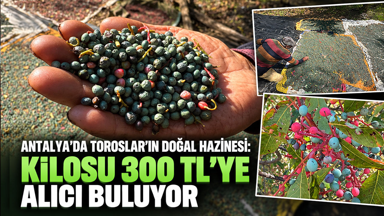 Antalya’da Toroslar’ın doğal hazinesi: Kilosu 300 TL’ye alıcı buluyor