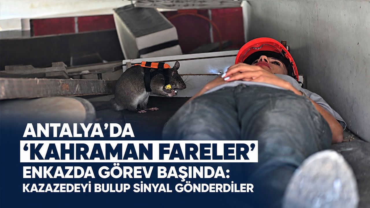 Antalya’da ‘Kahraman Fareler’ enkazda görev başında: Kazazedeyi bulup sinyal gönderdiler