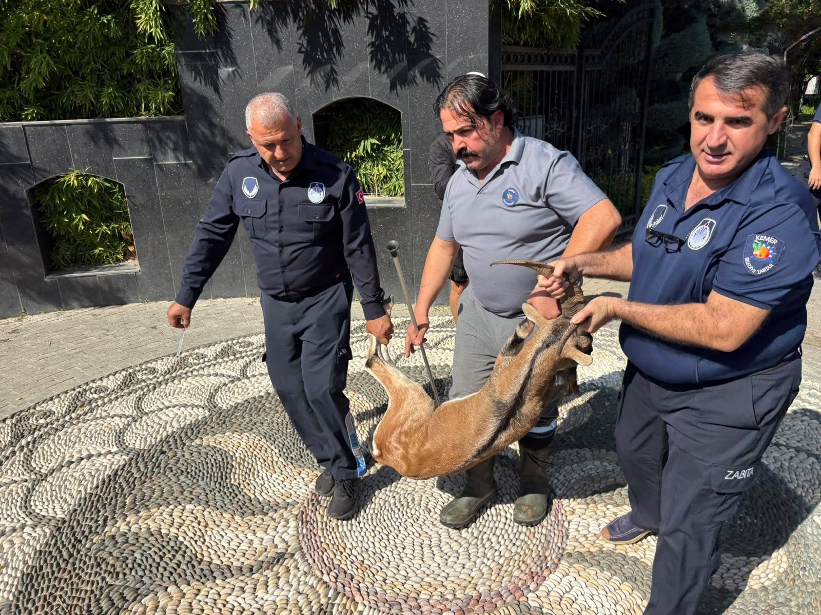 Kemer Dag Kecisi Yarali