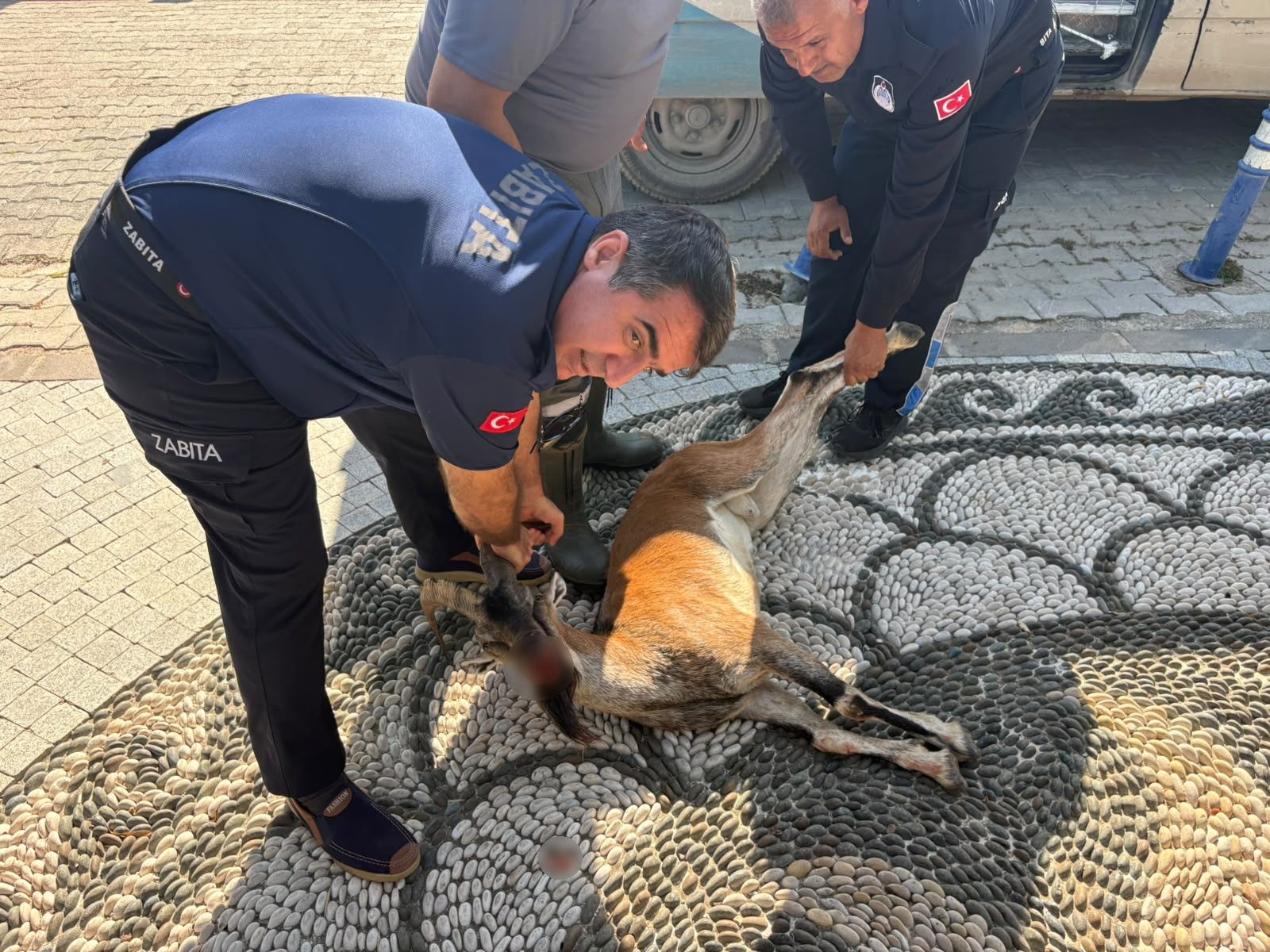 Kemer Dag Kecisi Yarali4