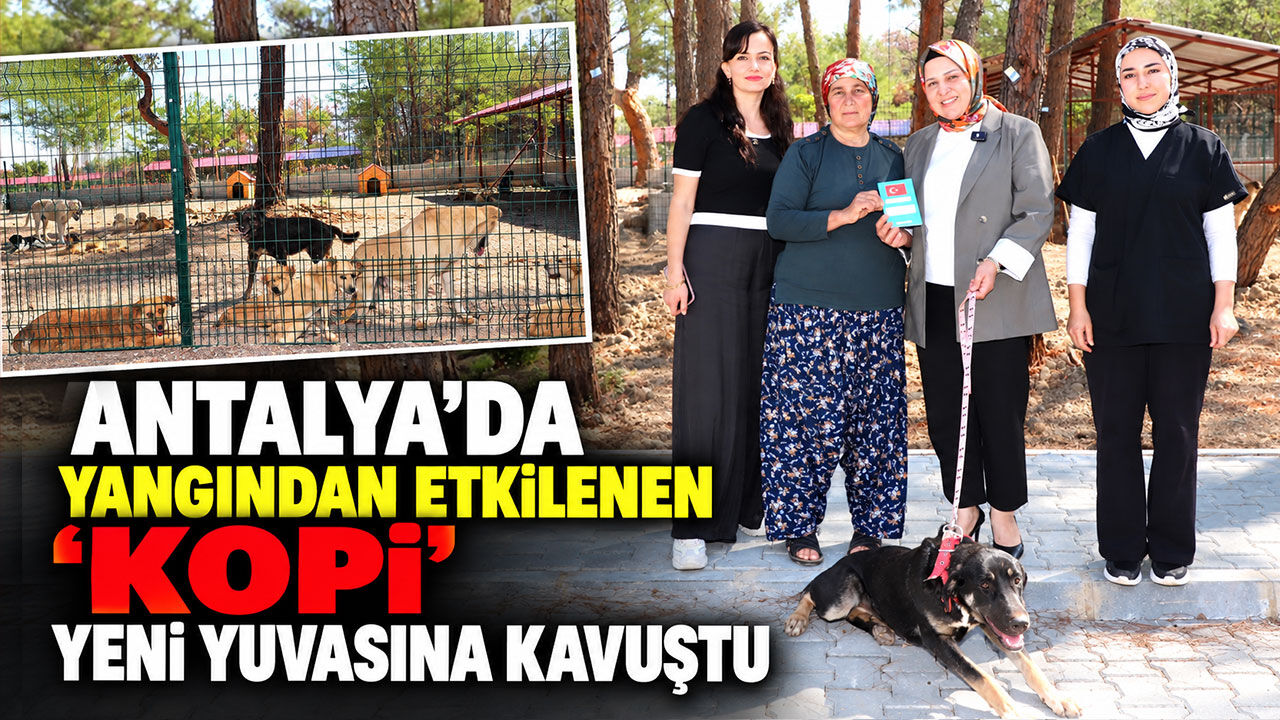 Antalya’da yangından etkilenen “Kopi” yeni yuvasına kavuştu