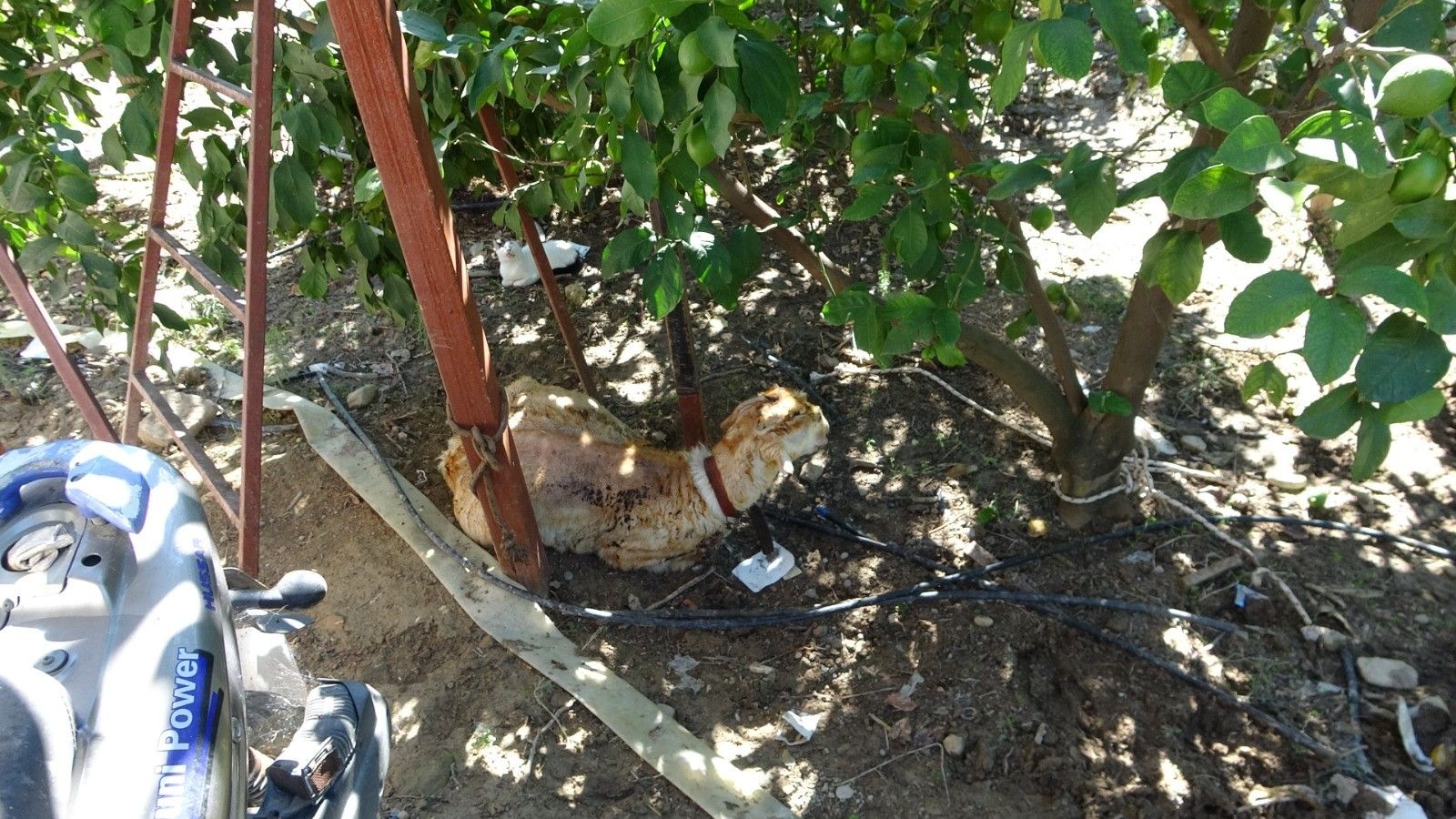 Manavgat Ahir Yangin Hayvanlar Telef Oldu7