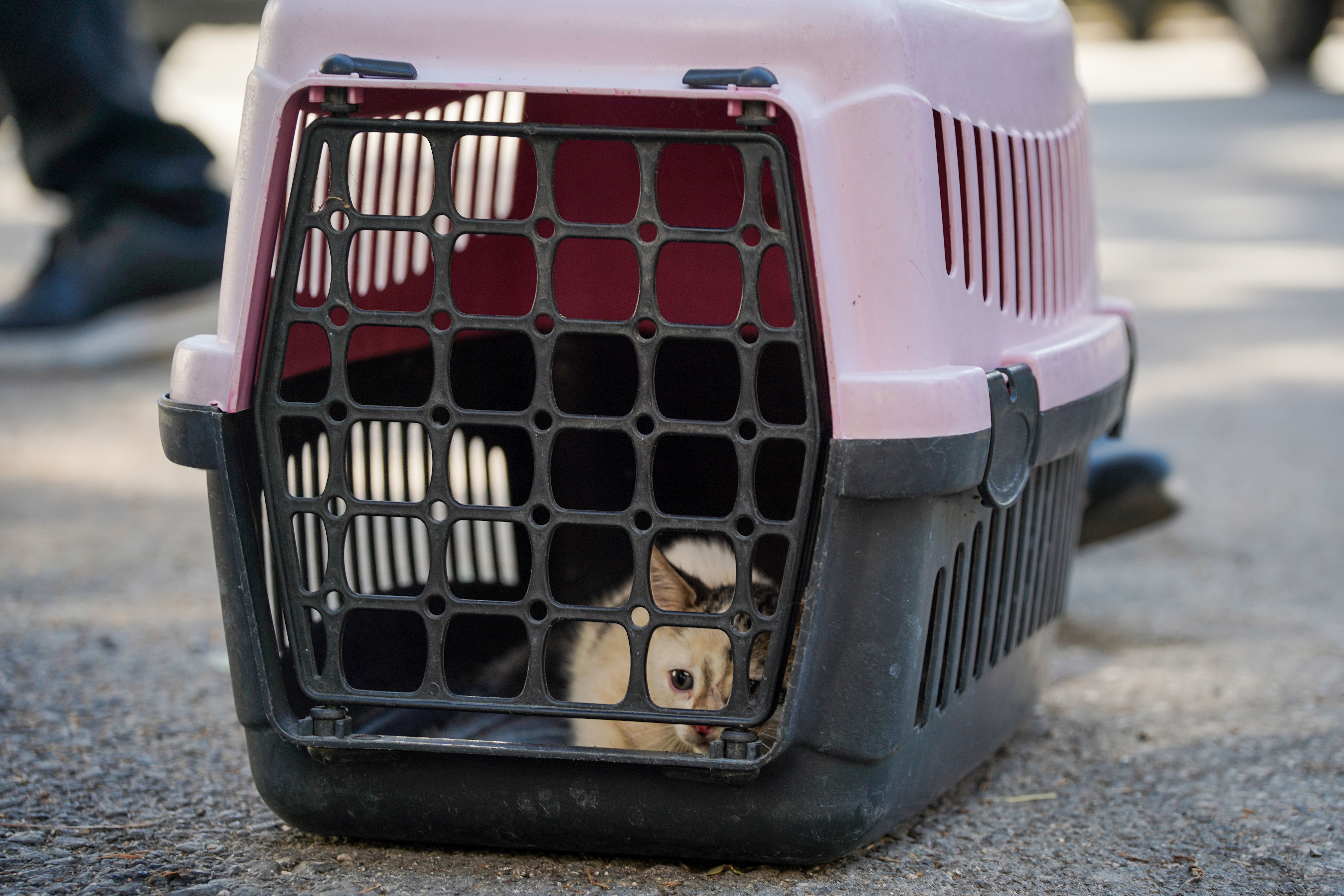 Yeralti Cop Konteyneri Yavru Kedi Kurtarildi1