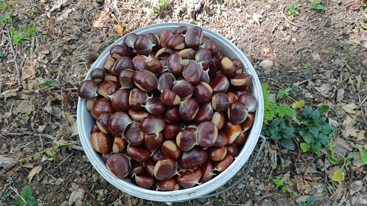 Zehirli Sarmasik Kestane Antalya Ibradi5