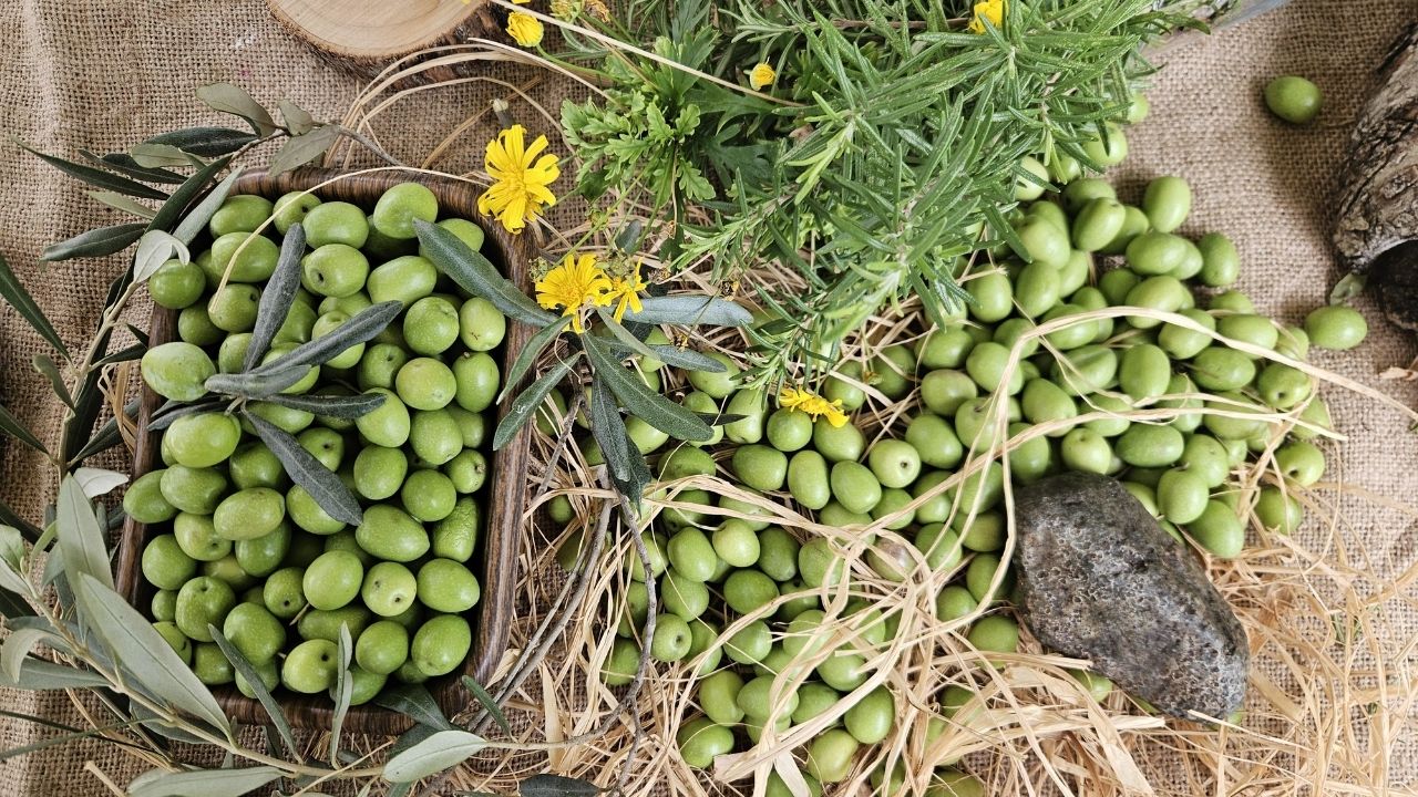 Zeytin Hasat