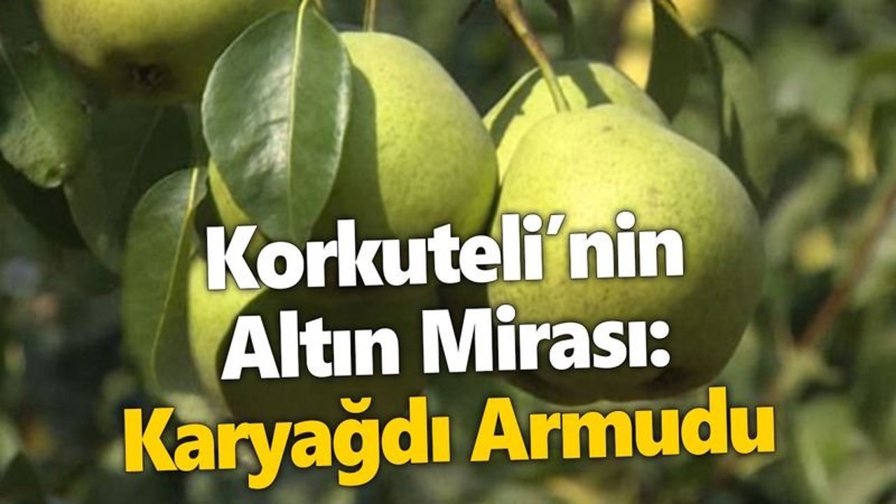Korkuteli’nin Altın Mirası: Karyağdı Armudu