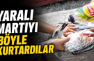 Antalya'da yaralı martıyı böyle kurtardılar!
