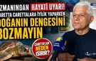 Uzmanı uyardı: “Caretta carettalara yaklaşmak ve ışık tutmak çok zararlı!”